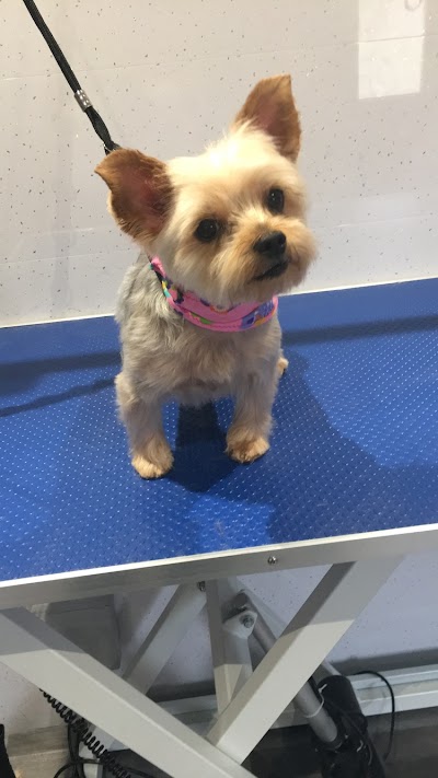 Grooming Van Image