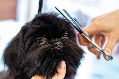 Barking Salon Dog Groomers