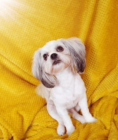 Grooming Van Image
