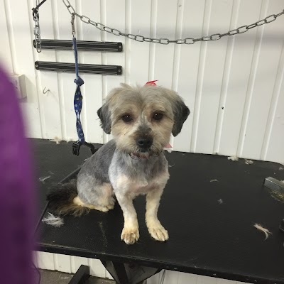 Grooming Van Image