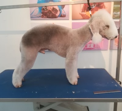 Grooming Van Image