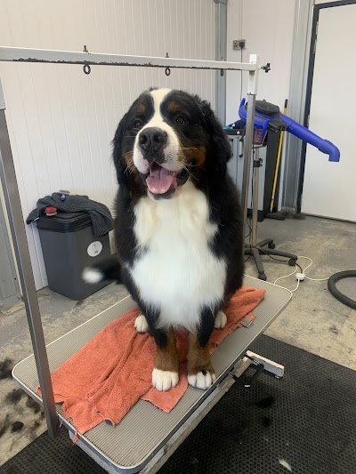 Grooming Van Image
