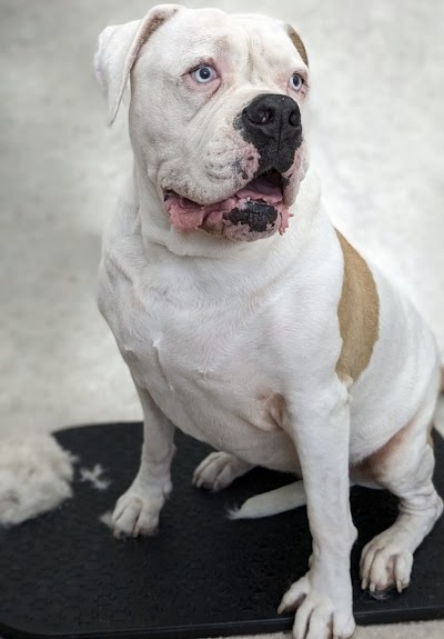 Grooming Van Image