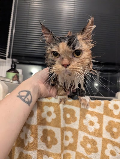 Grooming Van Image