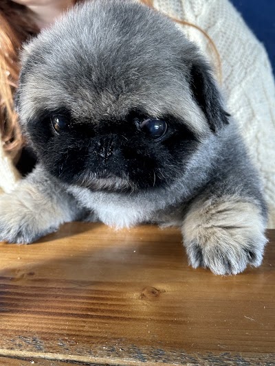 Cuts by Clio | Dog Groomers