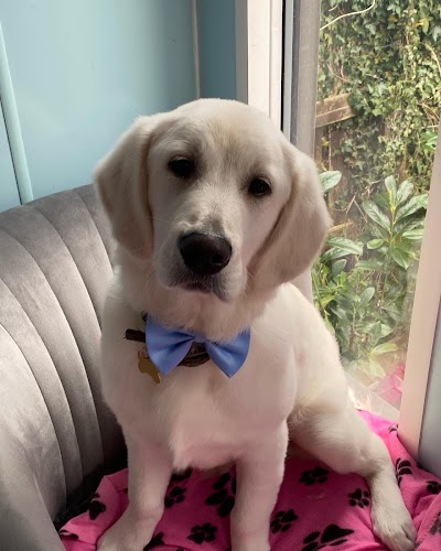 Grooming Van Image