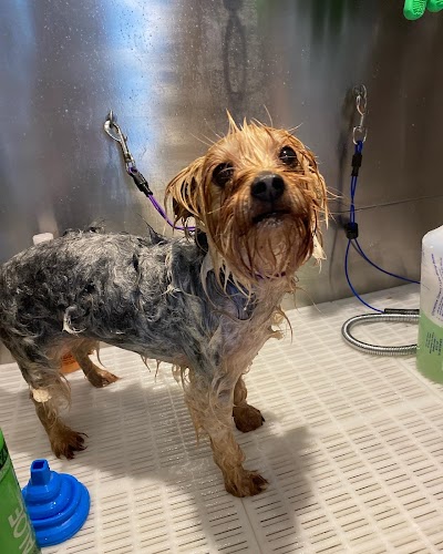 Grooming Van Image