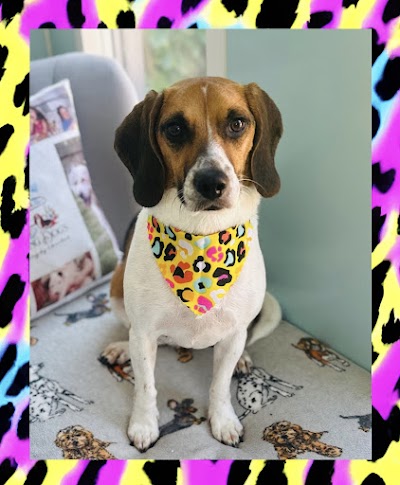 Darling Dog’s Grooming by Chantal (Banbridge)