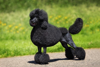 Grooming Van Image
