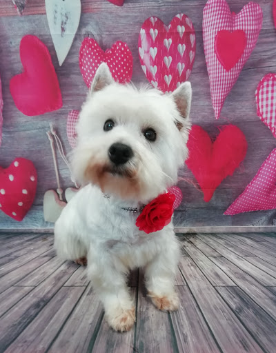 Grooming Van Image