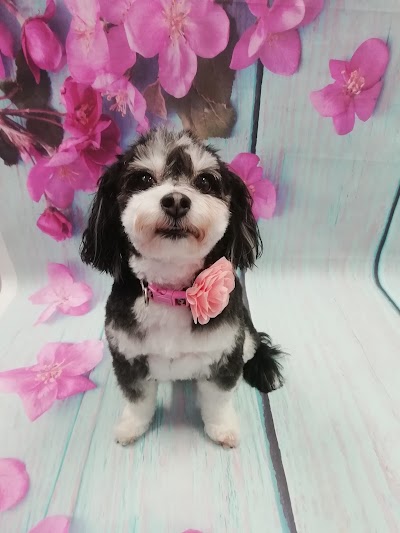 Grooming Van Image