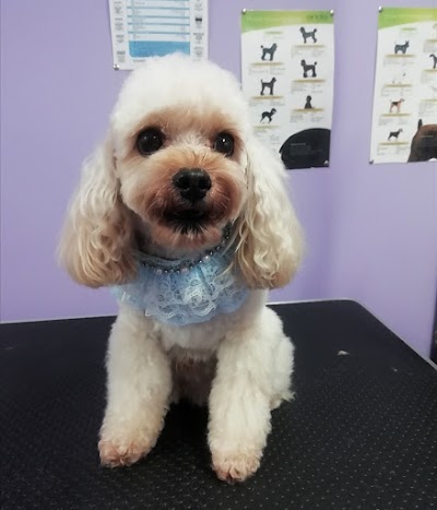 Grooming Van Image