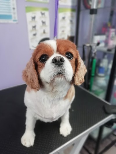 Grooming Van Image