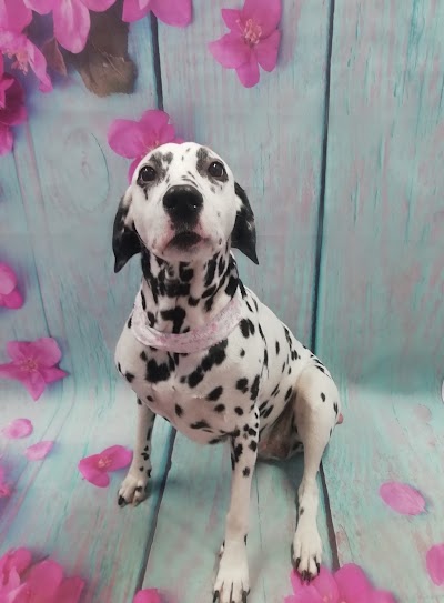 Grooming Van Image