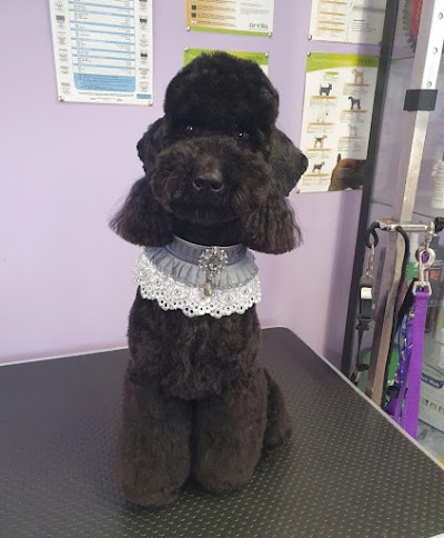 DogsRus Grooming Service