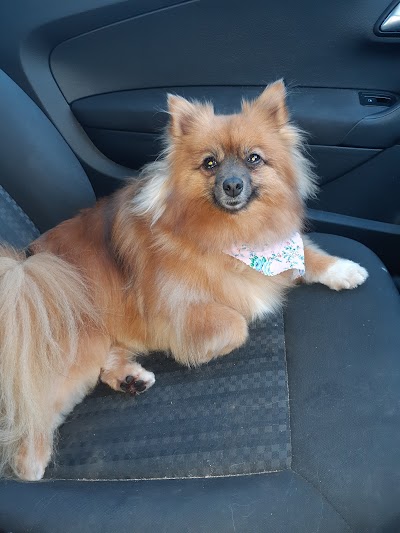 Grooming Van Image