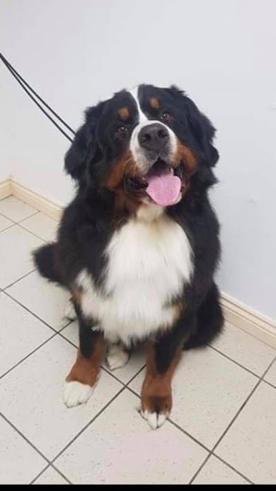 Grooming Van Image