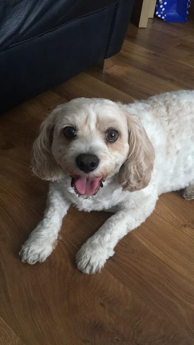 Grooming Van Image