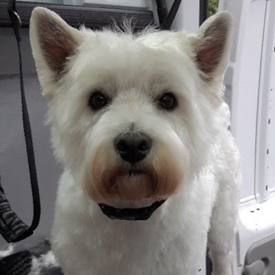 Grooming Van Image