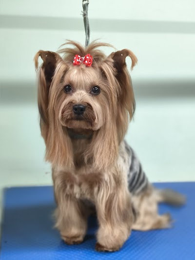 Grooming Van Image
