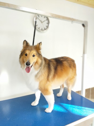 Grooming Van Image