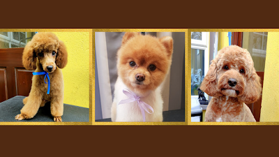 Jolanta's Dog Grooming Portadown