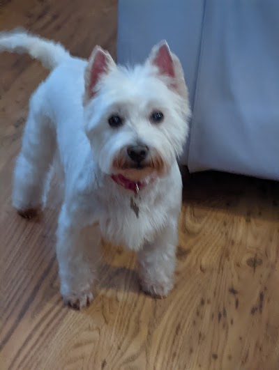 Grooming Van Image