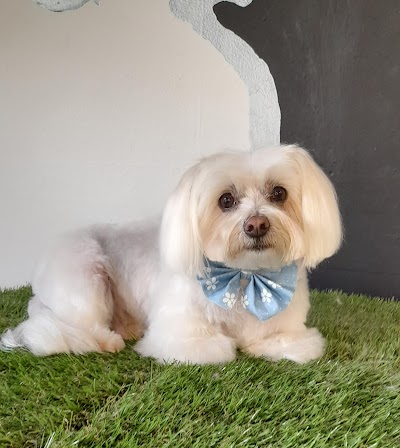 Grooming Van Image