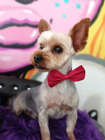 Grooming Van Image