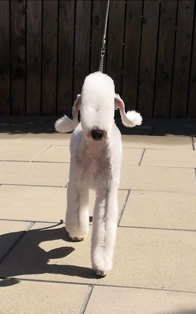 Grooming Van Image