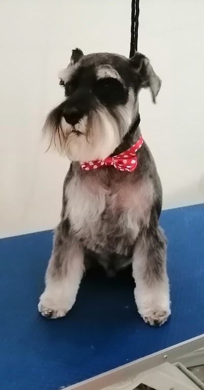 Grooming Van Image