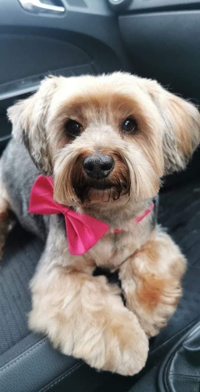 Grooming Van Image