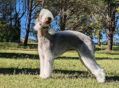Kut Above K9 Grooming
