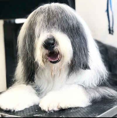 Grooming Van Image