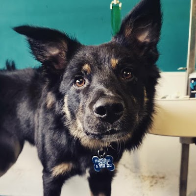 Grooming Van Image