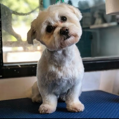 Grooming Van Image