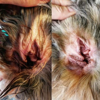 Grooming Van Image