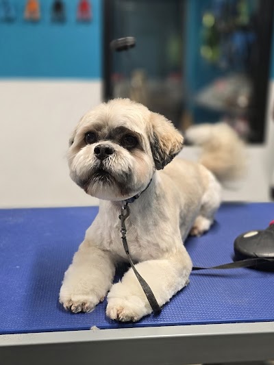 Lisburn Dog Groomers - Personal, Professional Care for your Dog