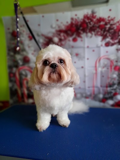Grooming Van Image