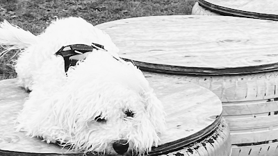 Pampered Pets Grooming and Dog Training