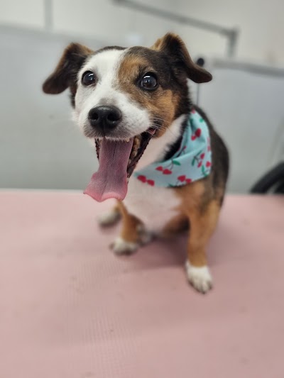 Grooming Van Image