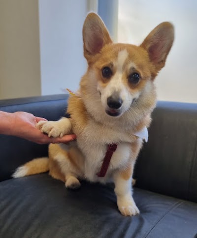 Grooming Van Image