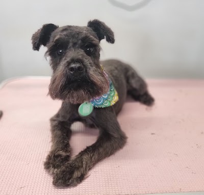 Grooming Van Image