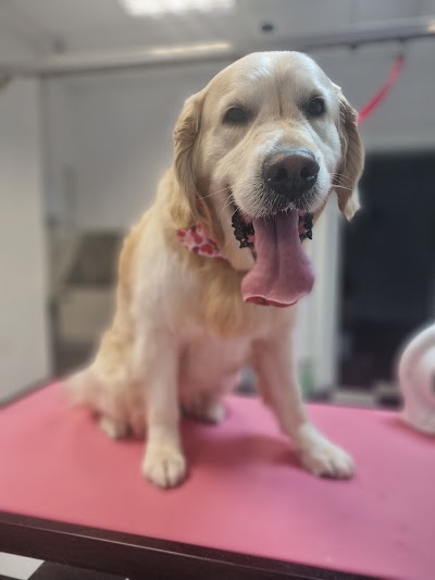 Grooming Van Image