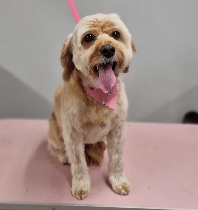 Pawfect dog grooming