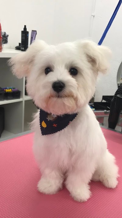 Grooming Van Image