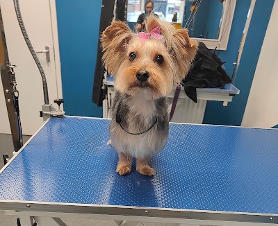 Grooming Van Image