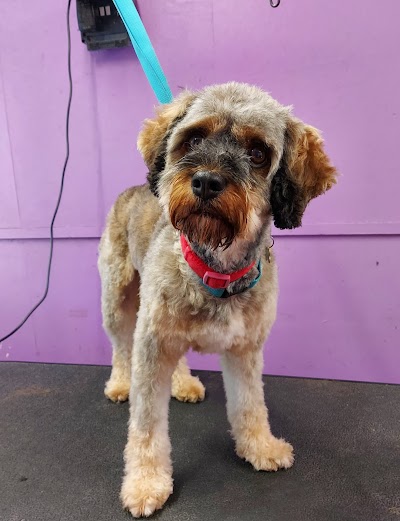 Grooming Van Image