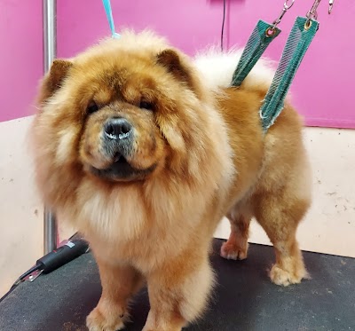 Grooming Van Image