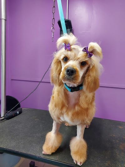 Grooming Van Image